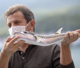 Balon balığının kuyruğuna 5 lira destek ödemesi balıkçıları mutlu etti