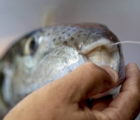 Balon balığı avcılığı popülasyon artışını önleyecek