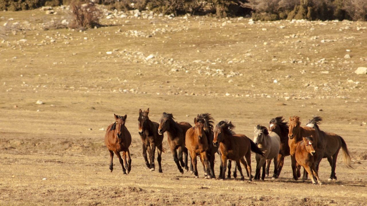 Yılkı atlarının Osmanlı dönemine kadar dayandığını anlatan turizmci Tolga Özgüven, “Bu atlar Osmanlı’nın süvari birliklerinden gelmekte olan bir at soyudur. Bu ovada serbestçe dolaşabiliyorlar” dedi.