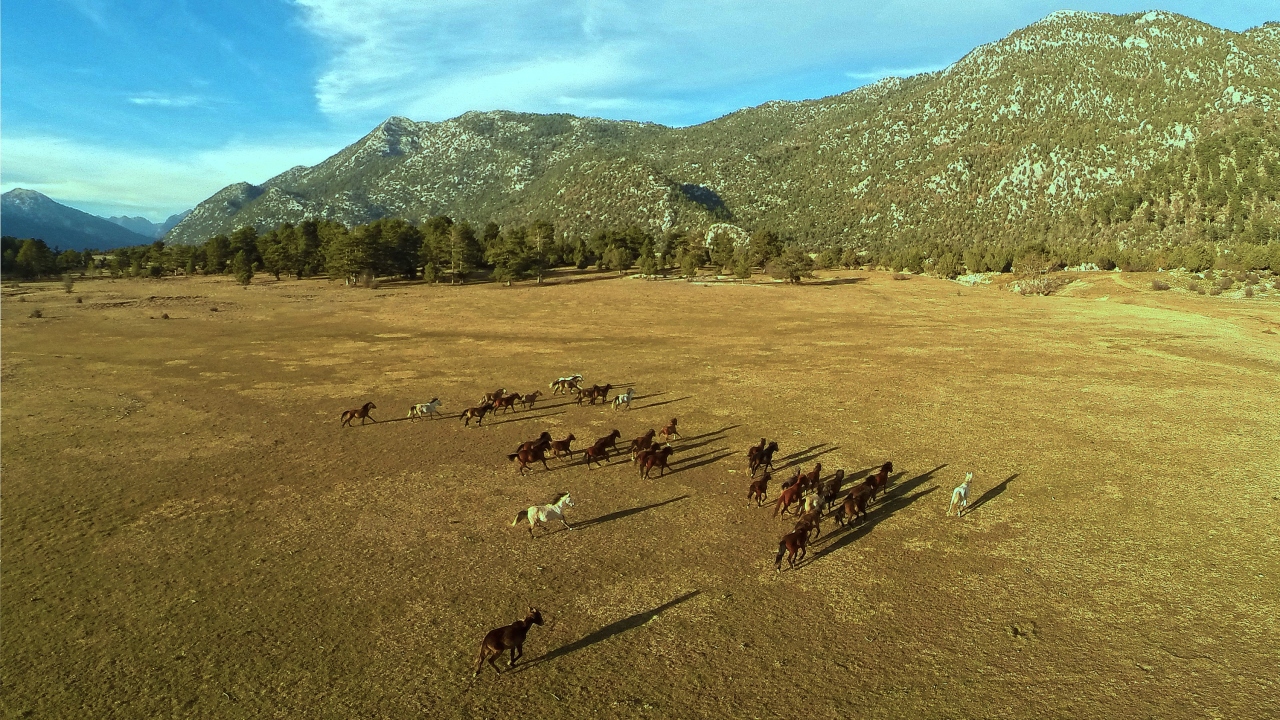 Atların tarihçesine ilişkin bilgi veren Özgüven, şunları söyledi: