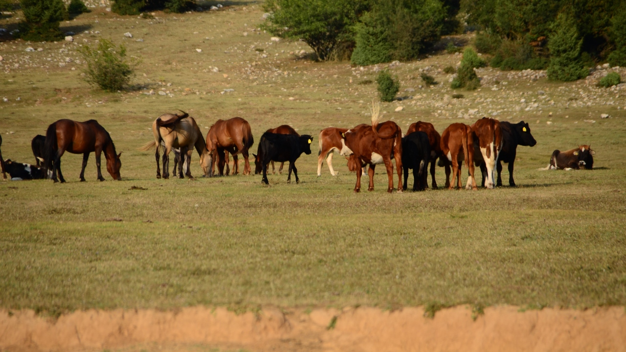 Soyları Osmanlı’nın süvari birliklerine dayanan atlar 90 bin dönümlük arazide özgürce yaşıyorlar.
