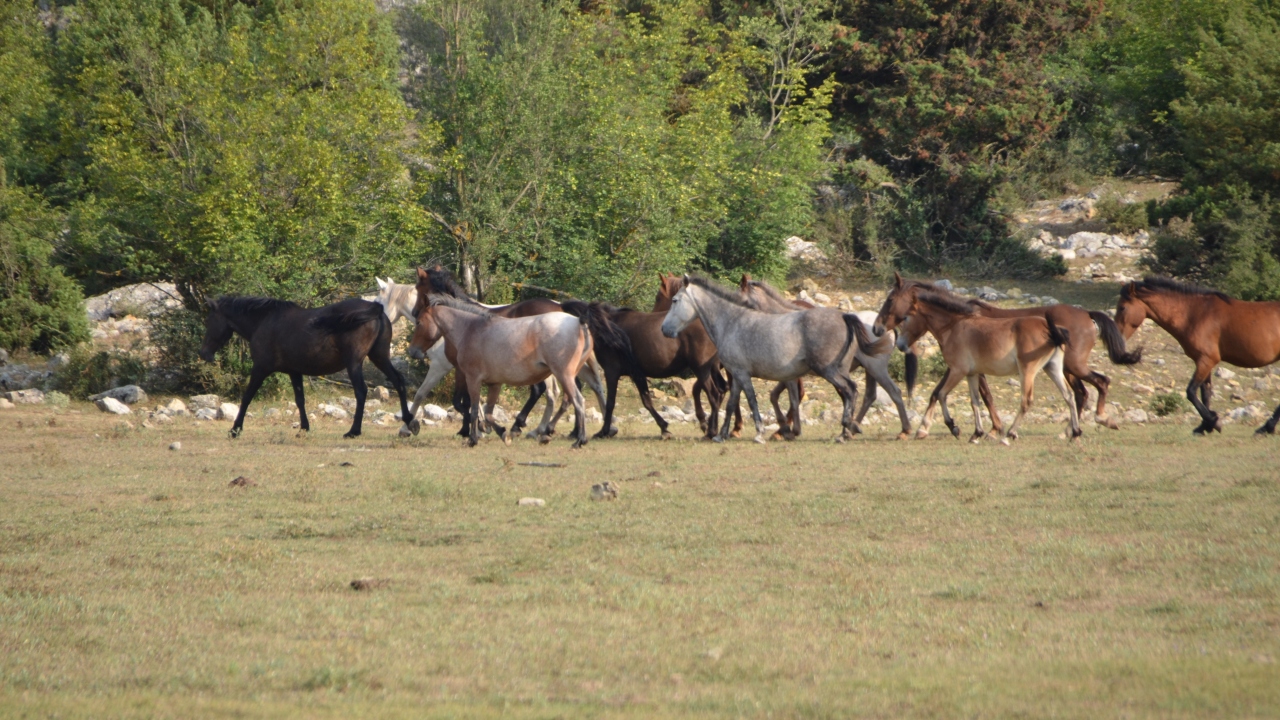"Bu ovada bin civarında yılkı atı var"