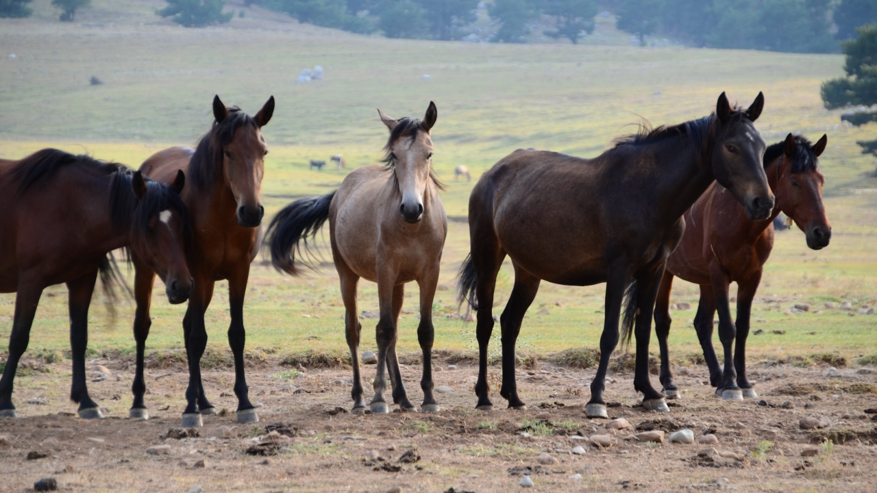 "Bu atları seyrettiği zaman ayrı bir huzur alıyor"