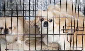 Köpeklere ses teli eziyeti