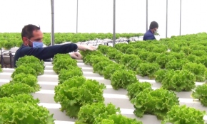 Erzincan'da topraksız tarım verimi 3 katına çıkardı