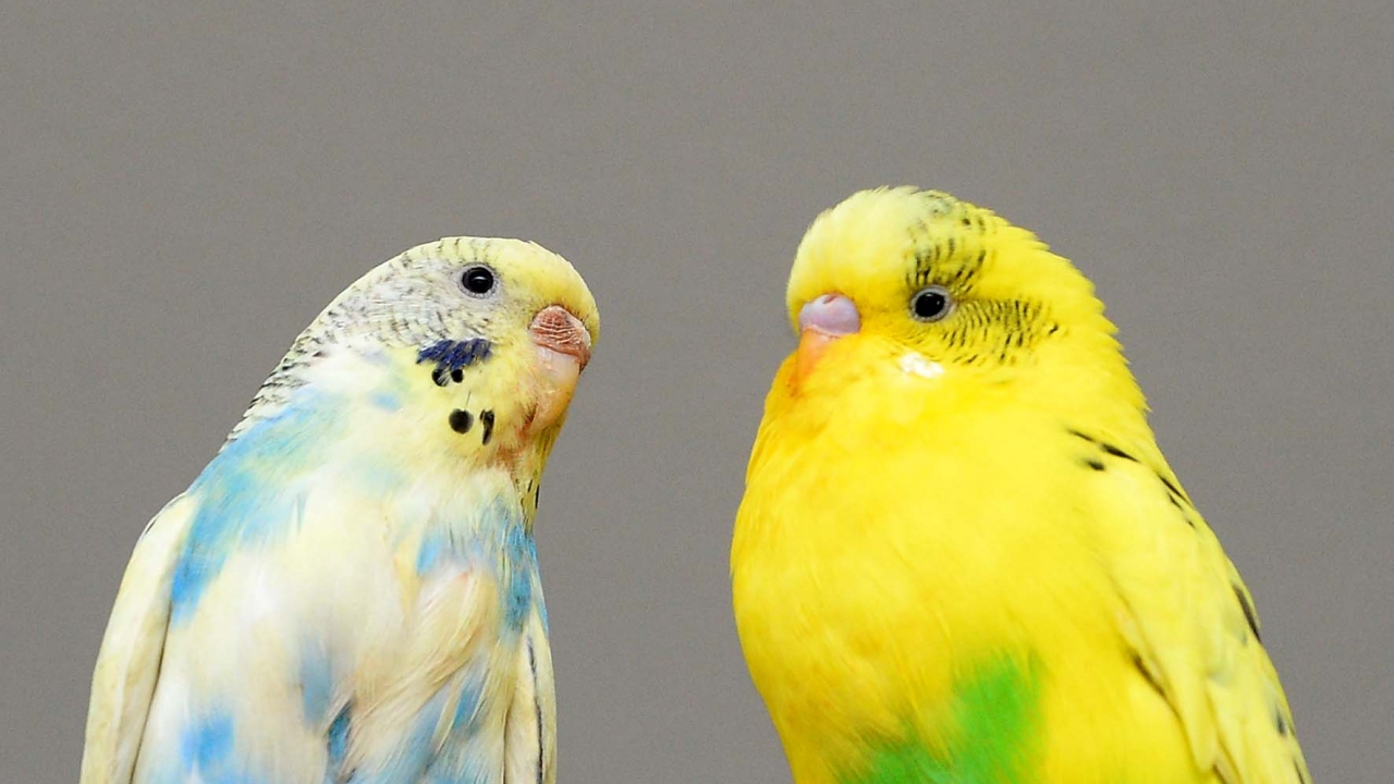 Evcil hayvan satışı yapan iş yeri sahipleri kısıtlamadan muaf mı?