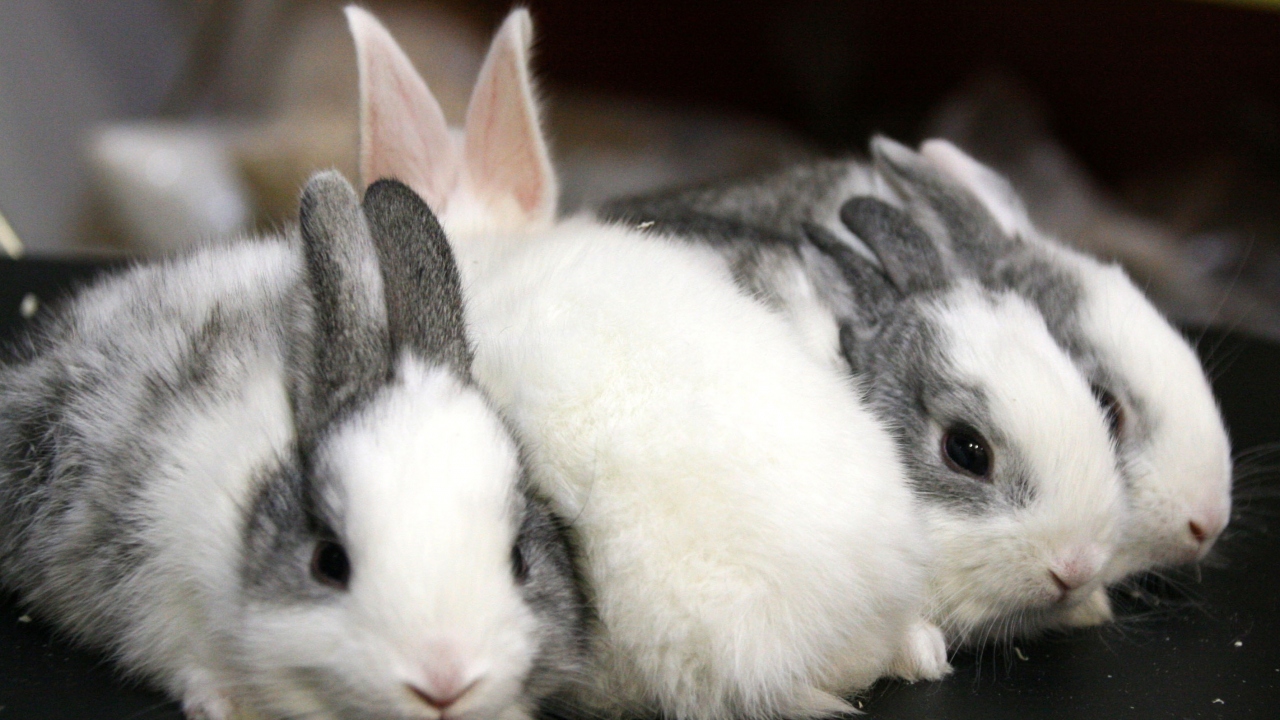 Evcil hayvan satışı yapan iş yeri sahipleri kısıtlamadan muaf mı?