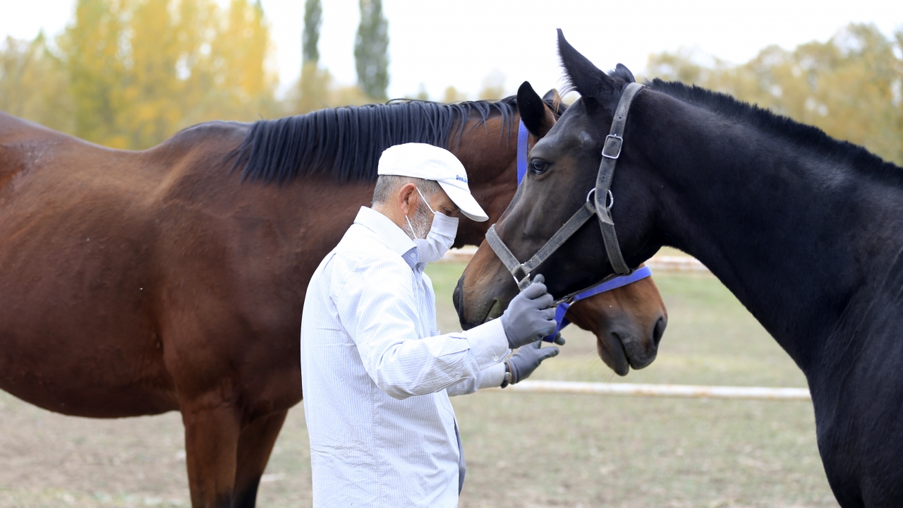 Yarış atlarının bakımlarını yapanlar kısıtlamadan muaf mı?