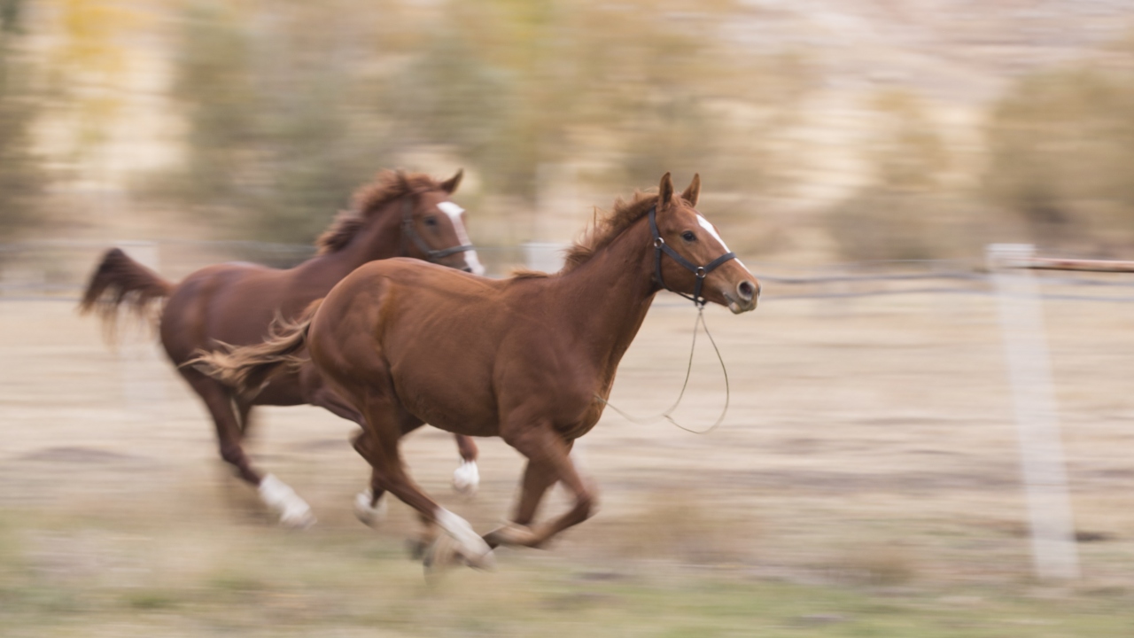 Yarış atlarının bakımlarını yapanlar kısıtlamadan muaf mı?
