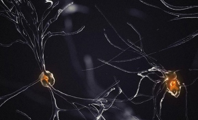 Eksozom: Hücreler arası iletişim