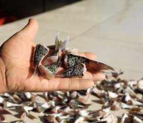 Balon balığı kuyruğu teslimatı başladı