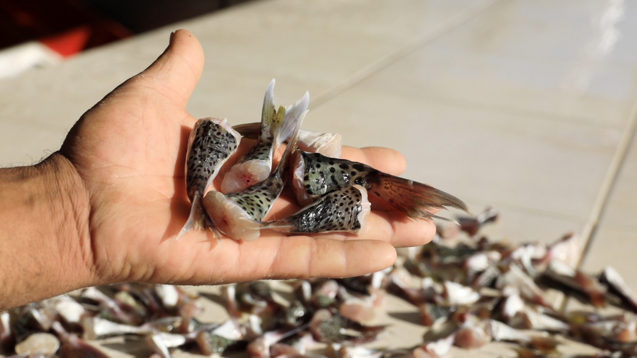 Denize açılan balıkçılar tuttukları balon balığının kuyruğunu keserek ibraz etmeleri durumunda kuyruk başına 5 lira ödeme yapılıyor.