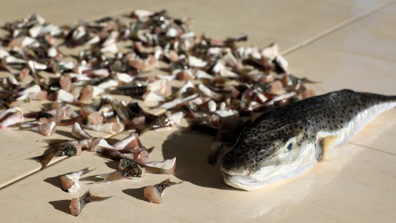 Turizm kenti Antalya`nın balıkçı barınağında bu uygulamaya bugün itibarıyla başlandı.