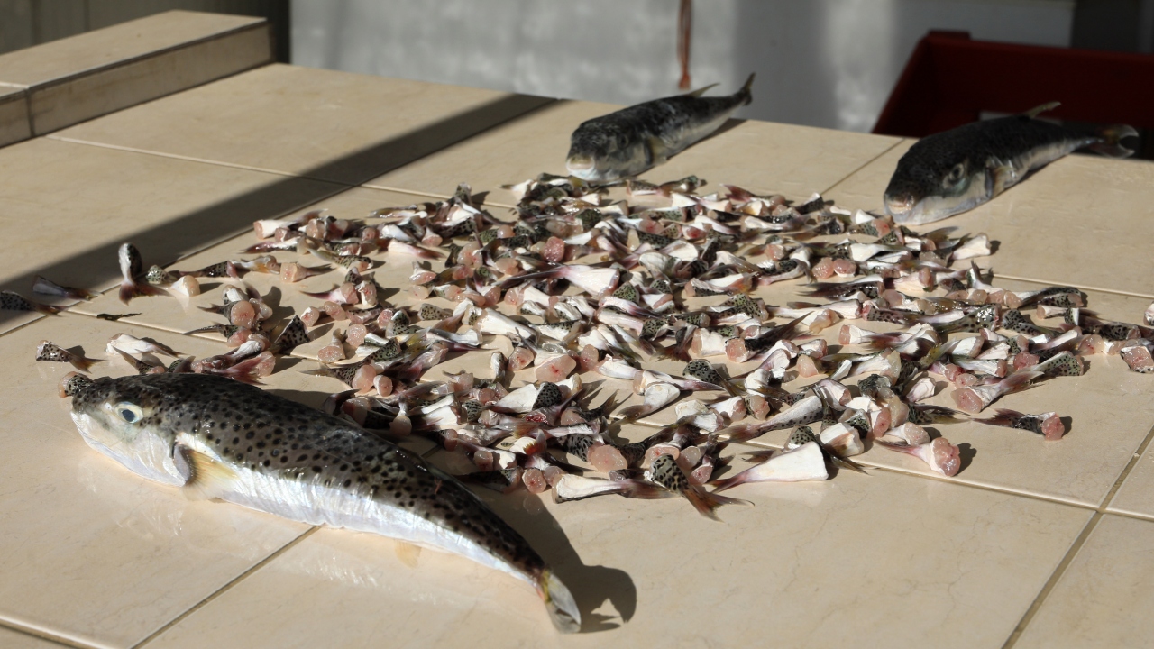 Kızıldeniz`den gelerek Akdeniz`deki balıkçıların ağlarına kadar zarar veren, hatta kendi türünü bile yiyen balon balığı, ekonomiye kazandırılıyor. 