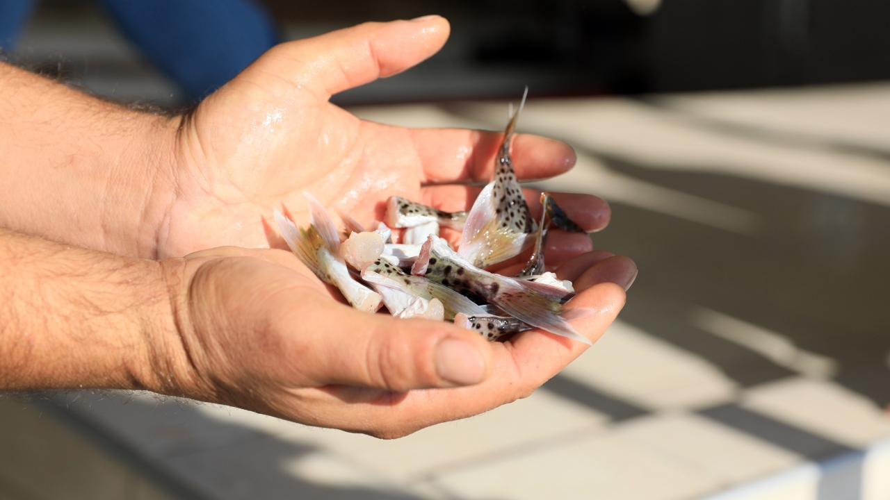 Balıkçı Ümit Durmaz ise 200 kadar balon balığı kuyruğu getirdiğini belirterek, "Bu balıklar bize yıllarca zarar verdi. Ne olta ne ağ kaldı. Tutabildiğim kadarıyla getirdim. Özellikle balon balığı avlamak için denize açılmıştım" diye konuştu.