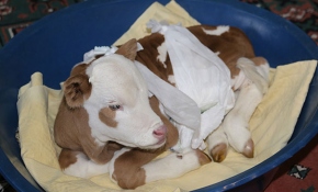 Prematüre buzağıyı hayata bağladılar