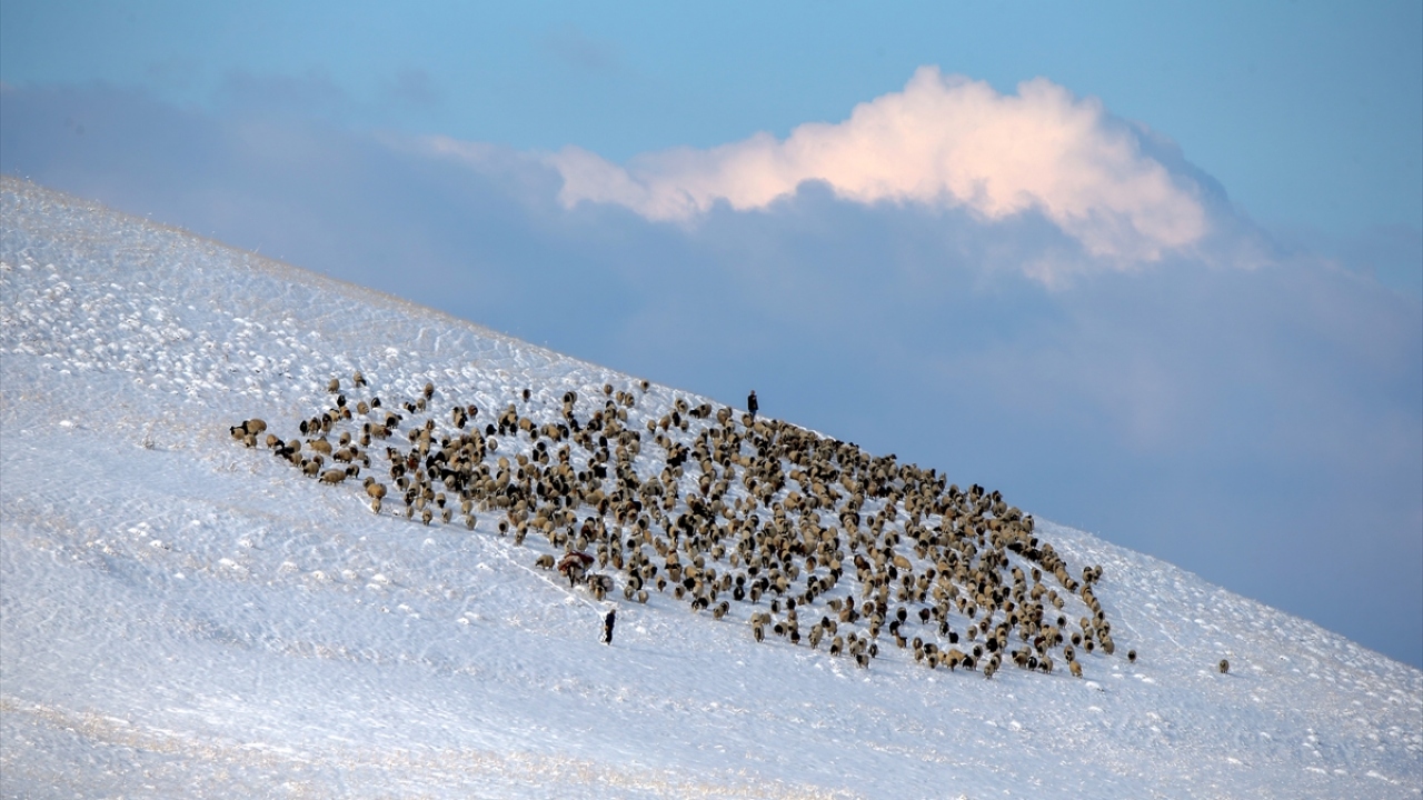 Doğu Anadolu Bölgesi`nde havanın soğumasıyla, besiciler, sürülerini yüksek kesimlerden kent merkezine getirmeye devam ediyor.