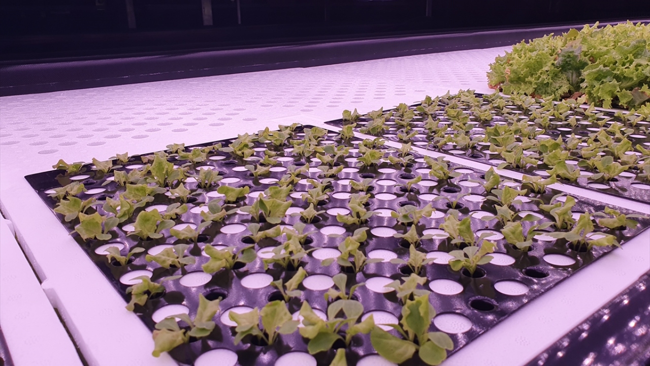 Hedefi 20 farklı ürünle dikey tarımcılık yapmak