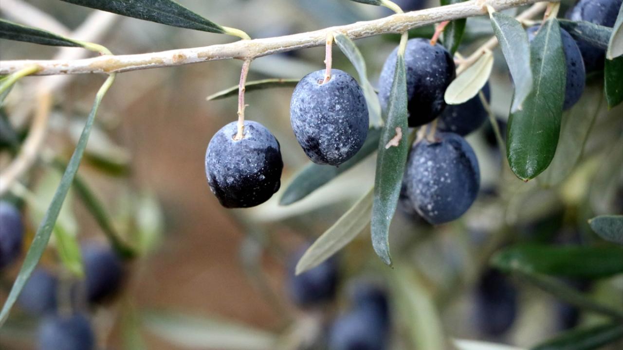 Firma, Türkiye`de son yıllarda tarımda kullanılmaya başlayan kaolini, borla birleştirerek üreticilerin kullanımına sundu.