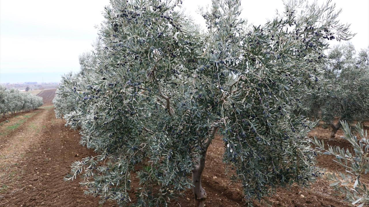 "Çalışmaları tamamladık ve patentimizi aldık"