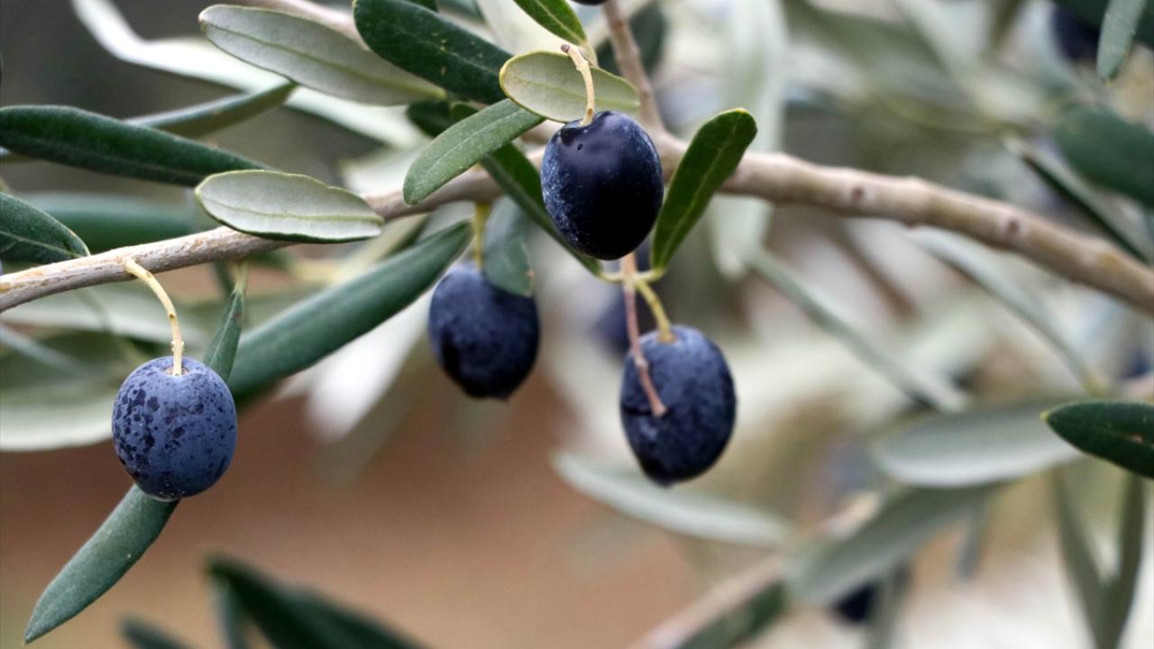 Ürünün Türkiye`de ve dünyada kullanımının yaygınlaşmasının beklendiğine işaret eden Soysal, şu ifadeleri kullandı: