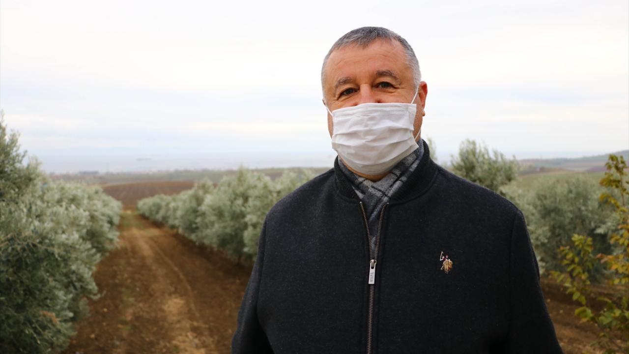 Üretici Can Gürsoy da Şarköy`de 600 dekar alanda zeytin üretimi yaptığını dile getirdi.