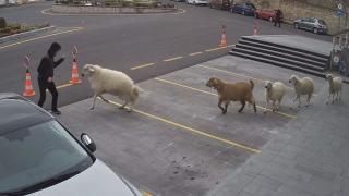 Koyun sürüsü belediye binasına girmeye çalıştı