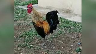 Bayılana kadar öten Denizli horozu sosyal medyada olay oldu