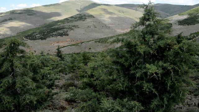 Orman sınırları dışına çıkarılacak alanlar belirlendi