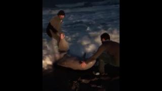 Karaya vuran yunus balığını vatandaşlar kurtardı