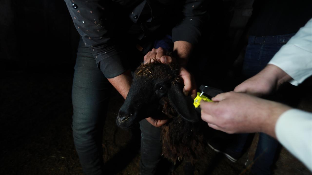 Suriye`nin kuzeyinde yer alan Bab ilçesindeki yerel meclis, Türkiye`nin danışmanlığında, ilçede hayvancılığın sürdürülmesine yönelik çalışmalarına aralıksız devam ediyor.