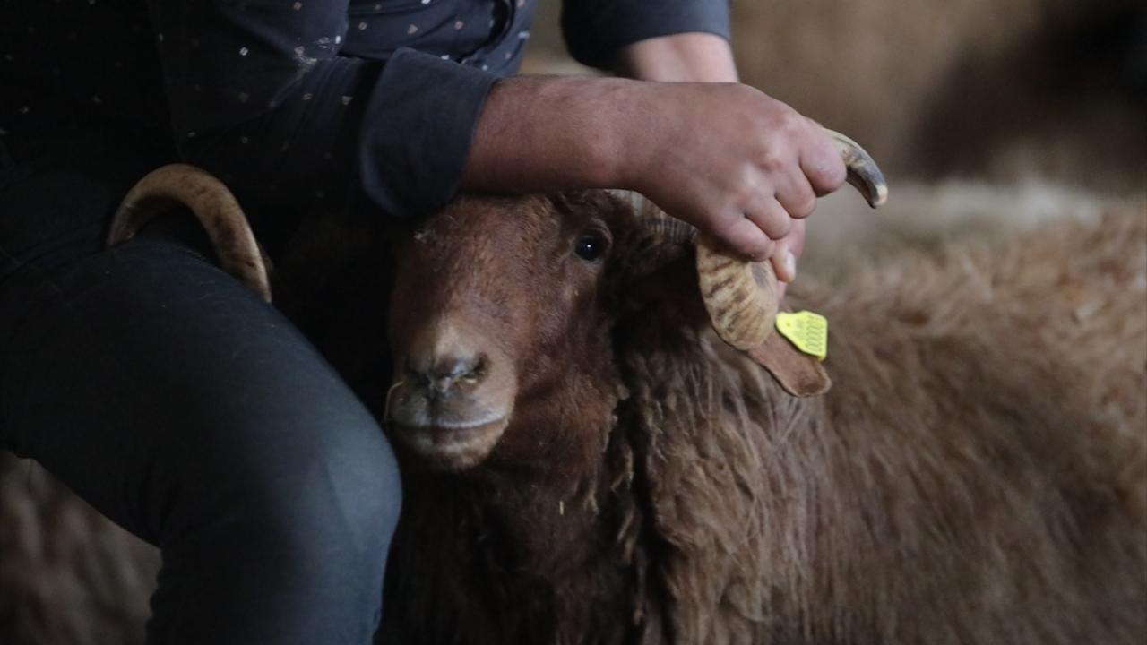 Bab Yerel Meclisine bağlı Tarım ve Hayvancılık Ofisi, ilçede sayıları 100 bin civarında olduğu tahmin edilen büyükbaş ve küçükbaş hayvanın kayıt altına alınması için önemli bir çalışmayı hayata geçirdi.