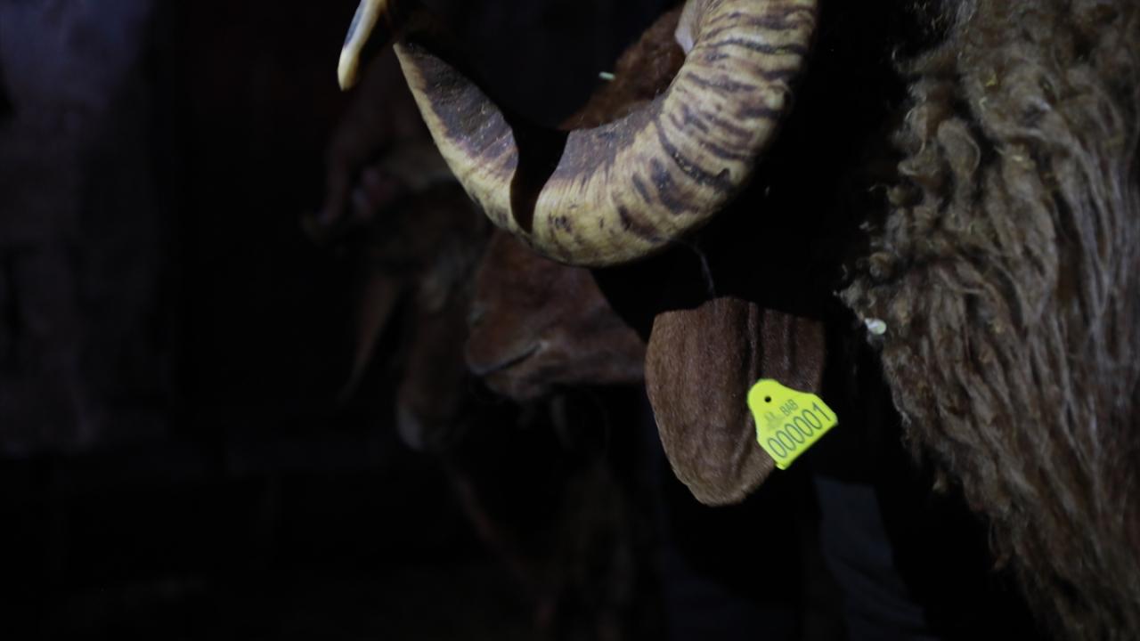 Bu kapsamda oluşturulan ekipler, besicileri ziyaret ederek, ücretsiz aşıladığı hayvanlara küpe takmaya başladı.