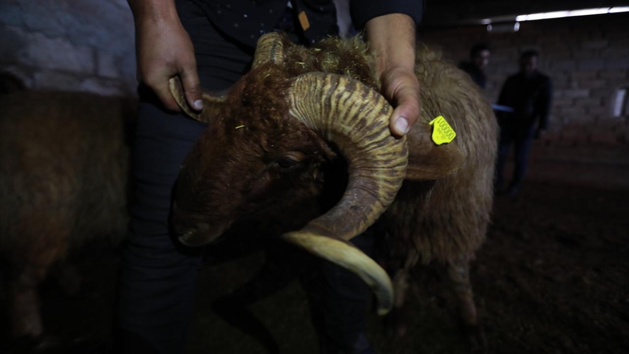 Halkın temel geçim kaynağı olan hayvancılık sektörünün hastalıklar nedeniyle sıkıntı yaşamaması için ilçe genelindeki büyükbaş ve küçükbaş hayvanlara veba, şap ve kuduz aşıları yapılıyor.