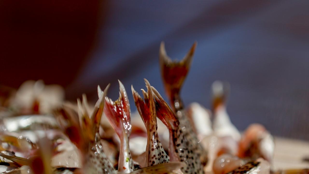 Balon balığının bulunduğu bölgelere ağ atan Antalyalı balıkçılar günde ortalama 2 bin balon balığı yakalıyor. 