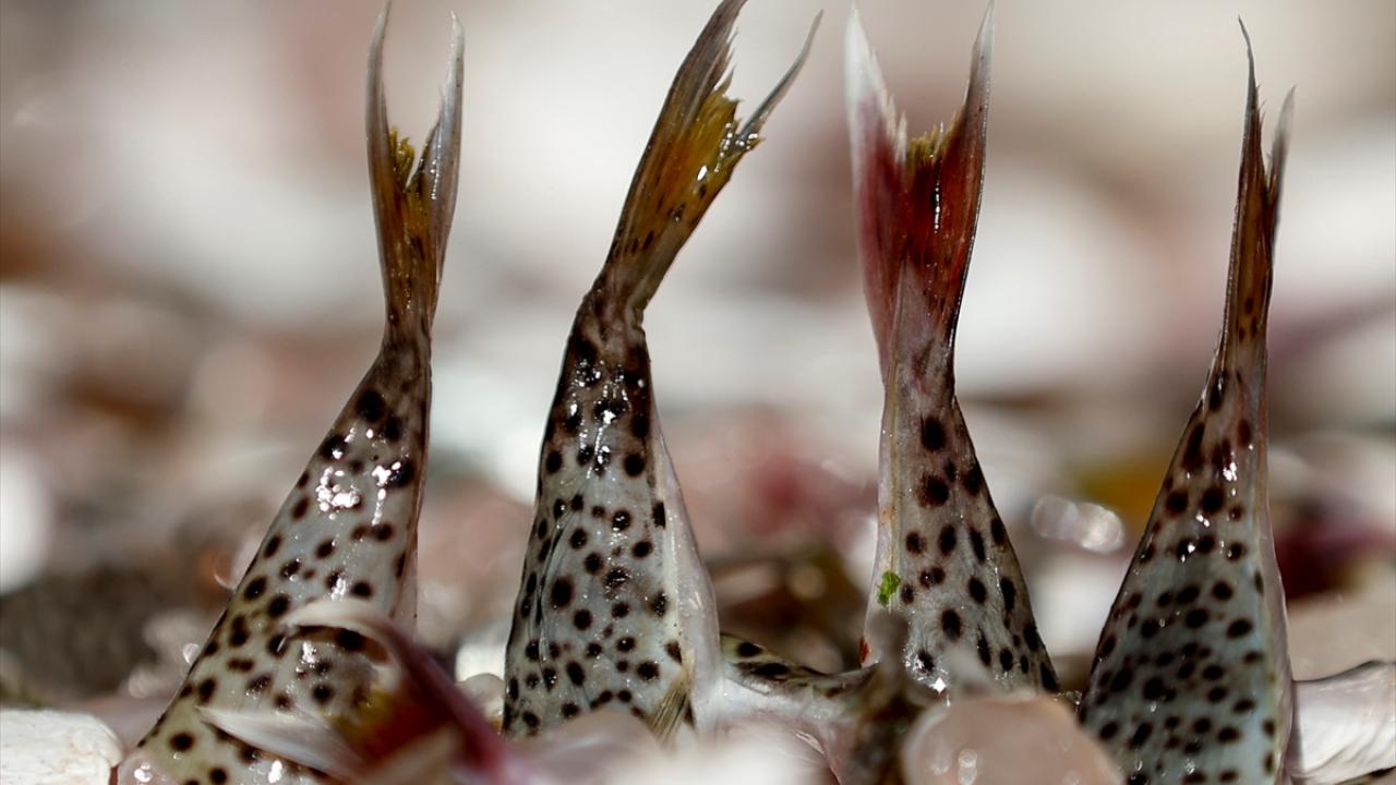 Kuyruk dolu poşetleriyle balıkçı barınağına gelen balıkçılar, burada yapılan sayımın ardından tutanak karşılığında kuyrukları il müdürlüğü yetkililerine teslim ediyor.