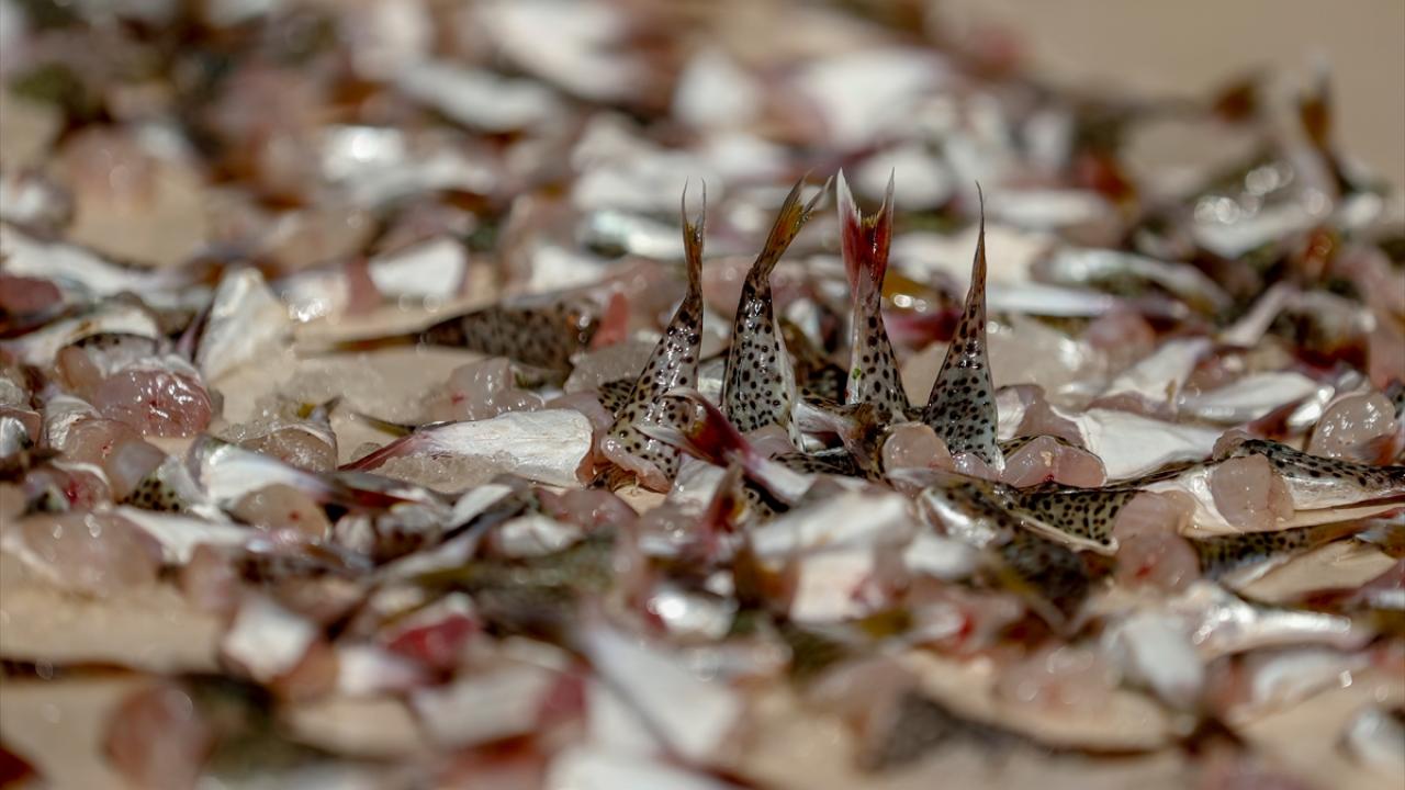Tarım ve Orman Bakanlığının balon balığı avcılığı için bu yıl kuyruk başına 5 lira destek ödemesi yapma kararının yürürlüğe girmesinin ardından daha önce balıkçıların tutmaktan kaçındıkları balon balıkları için turlar düzenlenmeye başlandı.