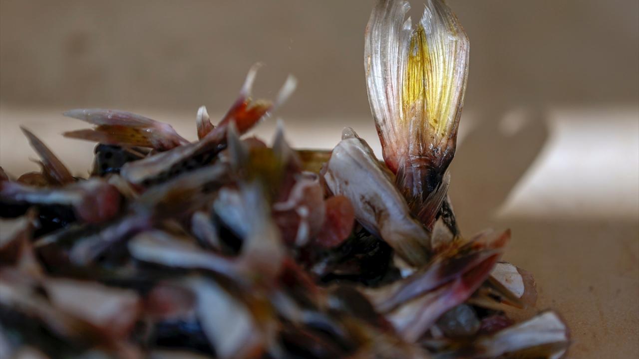 "Bize ek gelir oldu"