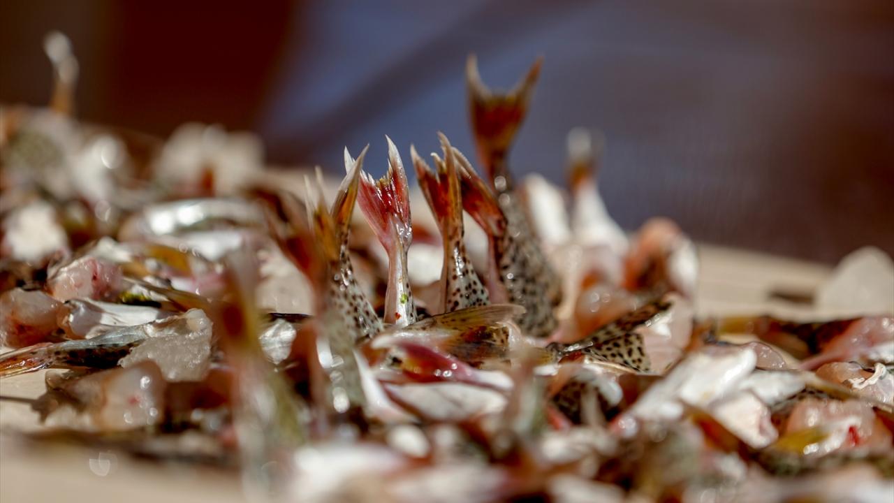 Gece avında 260 balon balığı yakalayan Hasan Kökez ise bu balığın ağdaki diğer balıkları yediğini, misinaları, iğneleri kestiğini dile getirdi.