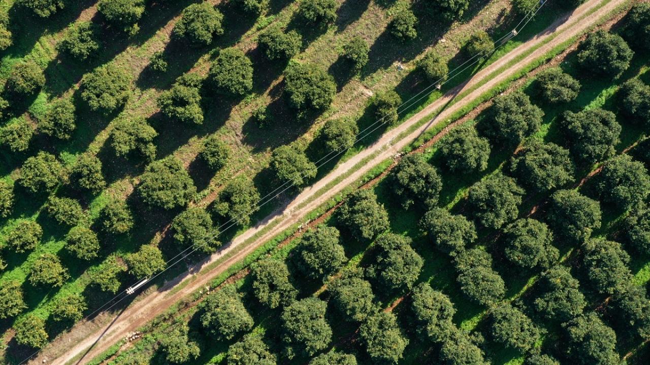 Türkiye`nin portakal üretiminde önemli yere sahip Finike`deki bahçelerde geçen ay başlayan hasat yoğun şekilde devam ediyor. 