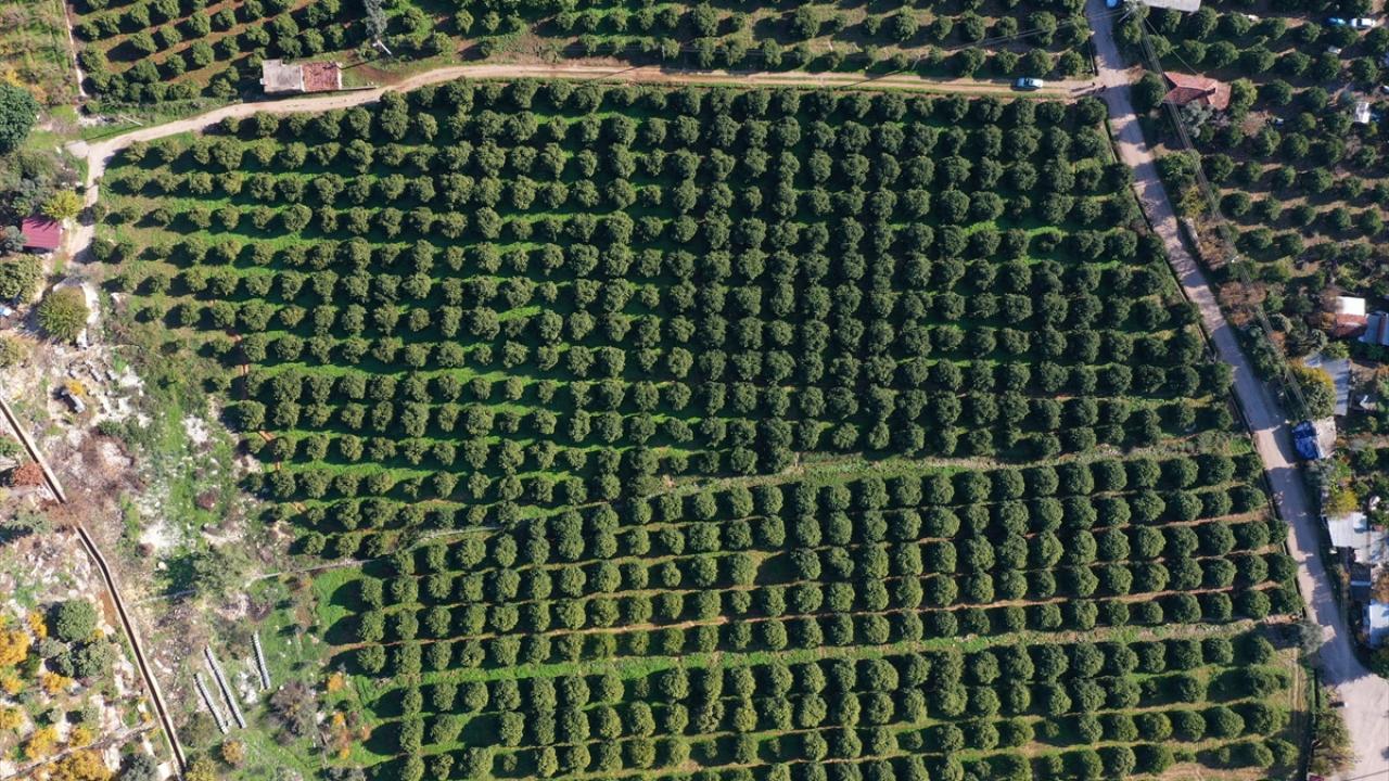 Mayıstaki sıcak hava dalgası ile son 1 ayda yaşanan dolu ve şiddetli yağışın olumsuz etkilediği portakal bahçelerinde verimin azalacağı öngörülüyor. 