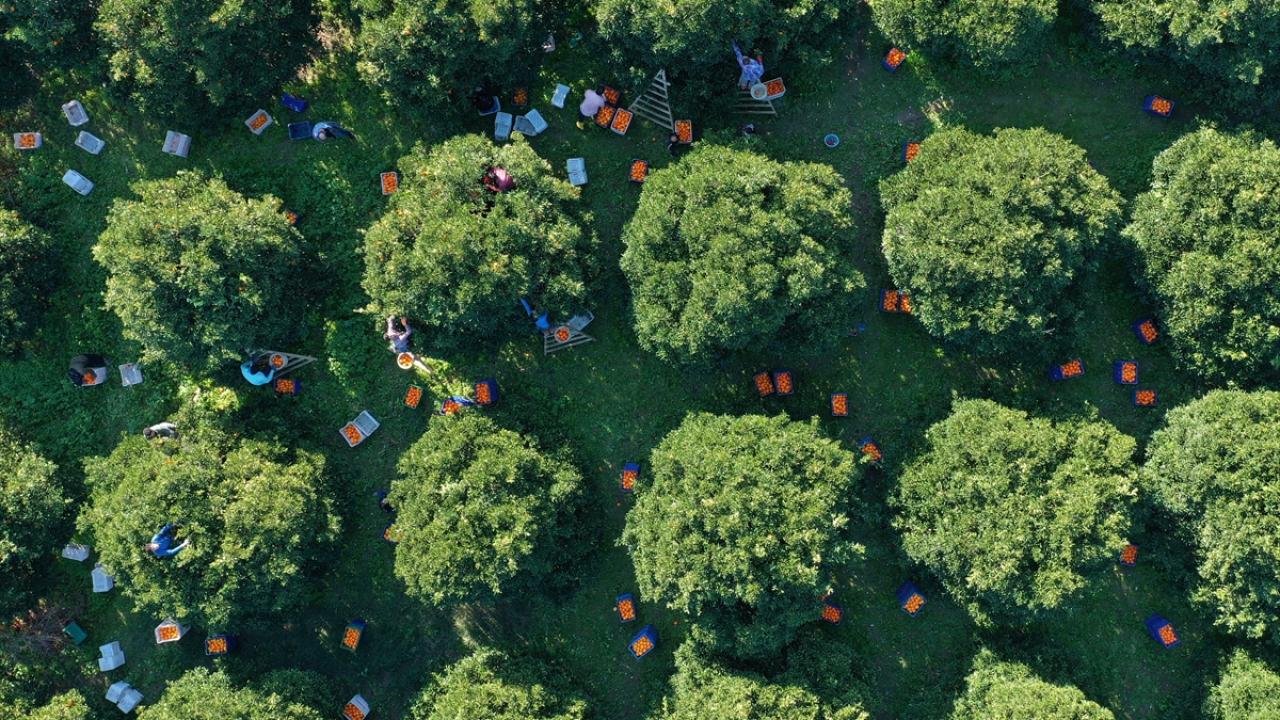 Geçen yıl 250 bin ton olarak gerçekleşen rekoltenin bu yıl 100 bin tonda kalması bekleniyor.