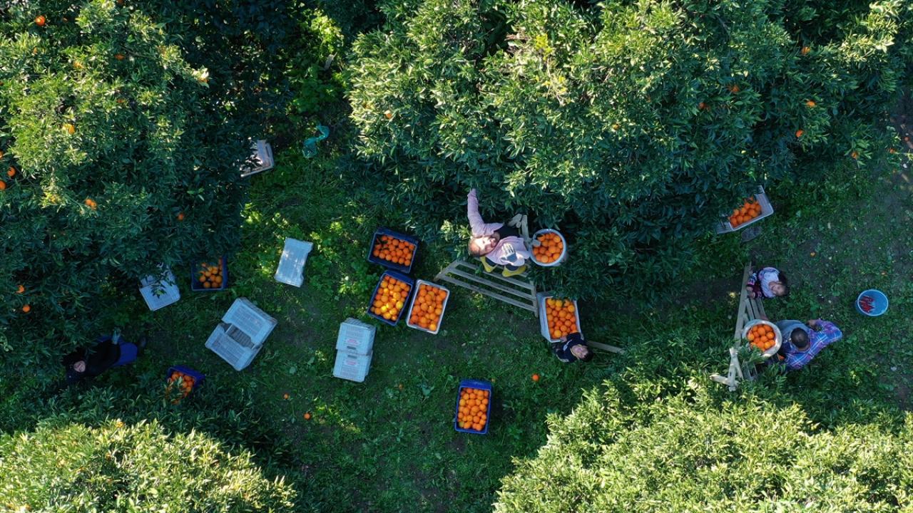 Çoğunlukla Washington Navel cinsi portakal üretiminin yapıldığı ilçede hasat edilen günlük ortalama 250 ton ürün, Türkiye`nin çeşitli illerine gönderilmesinin yanında yurt dışına ihraç ediliyor.