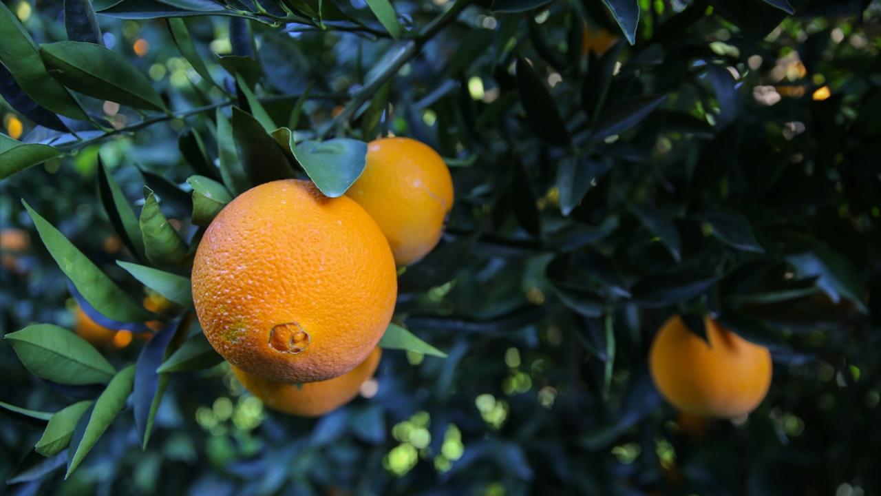 Tat ve aromasıyla fark yaratan, dünyanın en iyi portakalları arasında gösterilen Finike portakalı, coğrafi işaretli bir ürün olması dolayısıyla da ilgi görüyor.