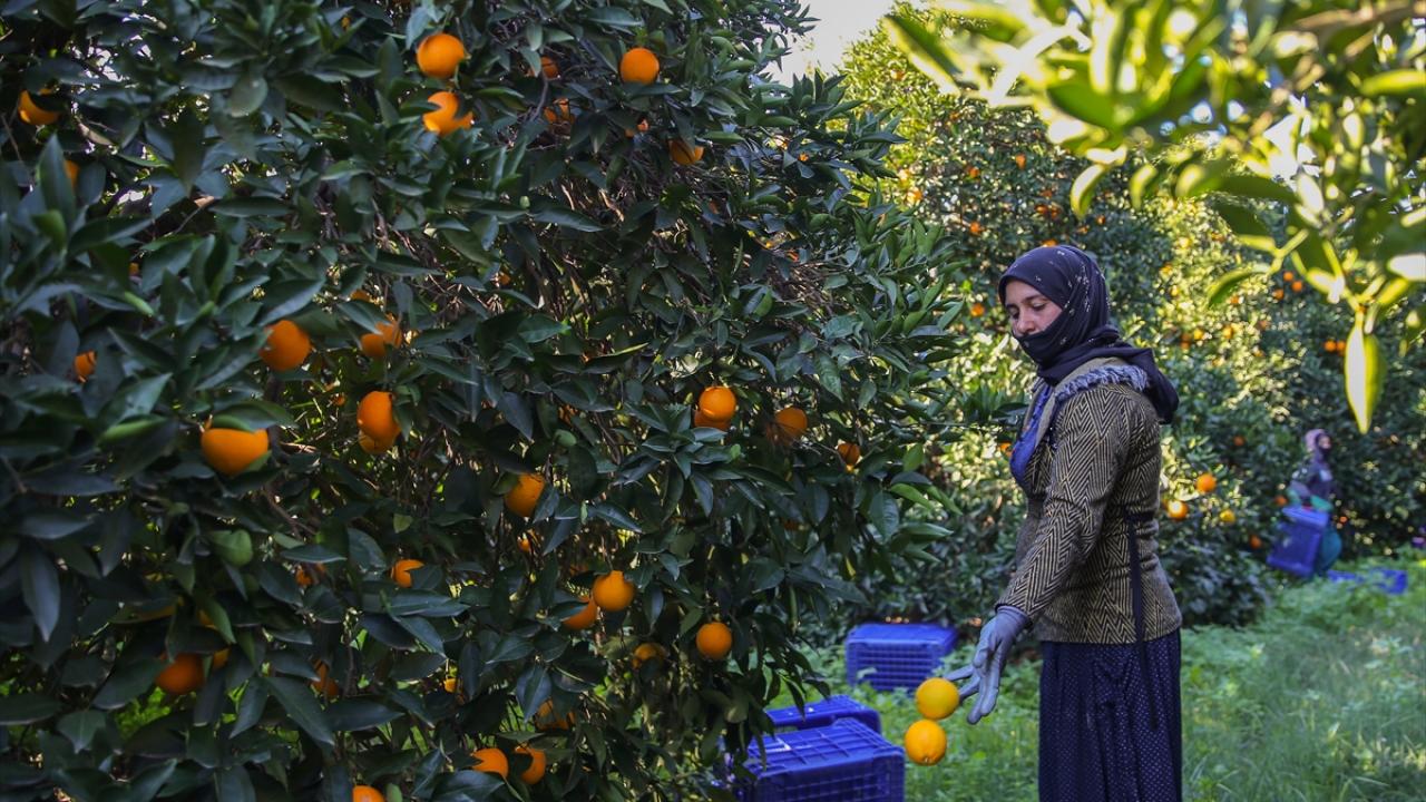 Finike Ziraat Odası Başkanı Halil Sarıçobanoğlu, bölgenin alüvyon toprak yapısı nedeniyle Finike portakalının kendine özgü bir tadı olduğunu, meyvenin kabuğunun ince, kendisinin sulu ve şekerli olduğunu söyledi.