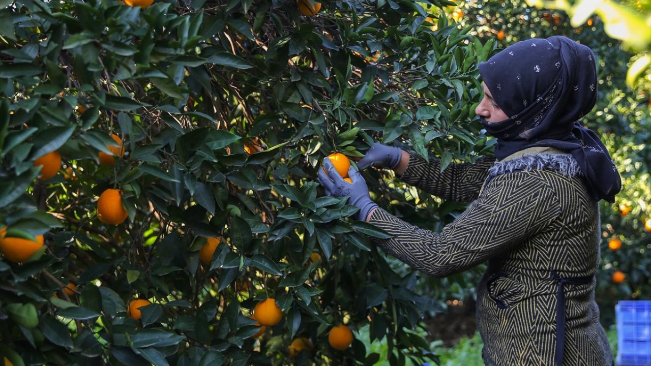 İlçede 2 bin 500 üreticinin 10 bin dekar alanda portakal yetiştirdiğini dile getiren Sarıçobanoğlu, şöyle konuştu: