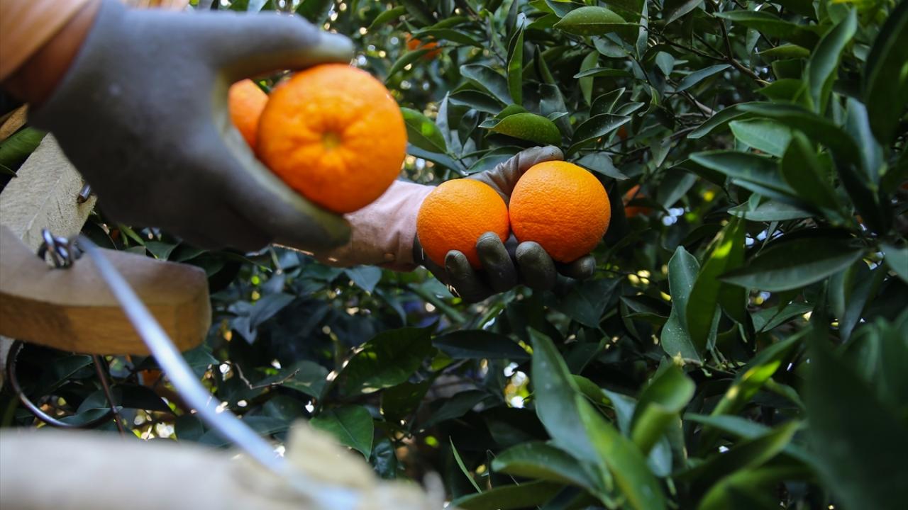 Yeni tip koronavirüs salgını nedeniyle portakala ilginin arttığını söyleyen Sarıçobanoğlu, talebe yetişmekte zorluk çektiklerini ifade etti. 