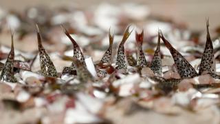 Antalyalı balıkçılar, "balon balığı kuyruk alımına" ilgi gösteriyor