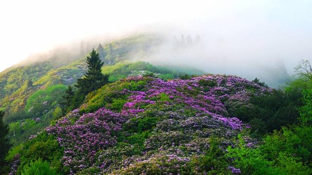 Türkiyenin geleneksel habitat bilgisi kayıt altına alınıyor