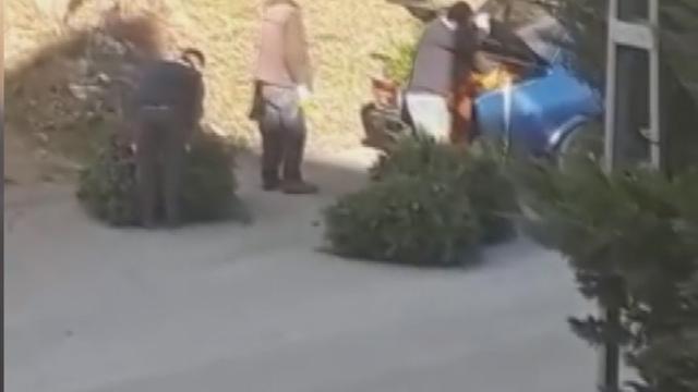 İstanbulda çam ağaçlarını kesen kişilere suçüstü